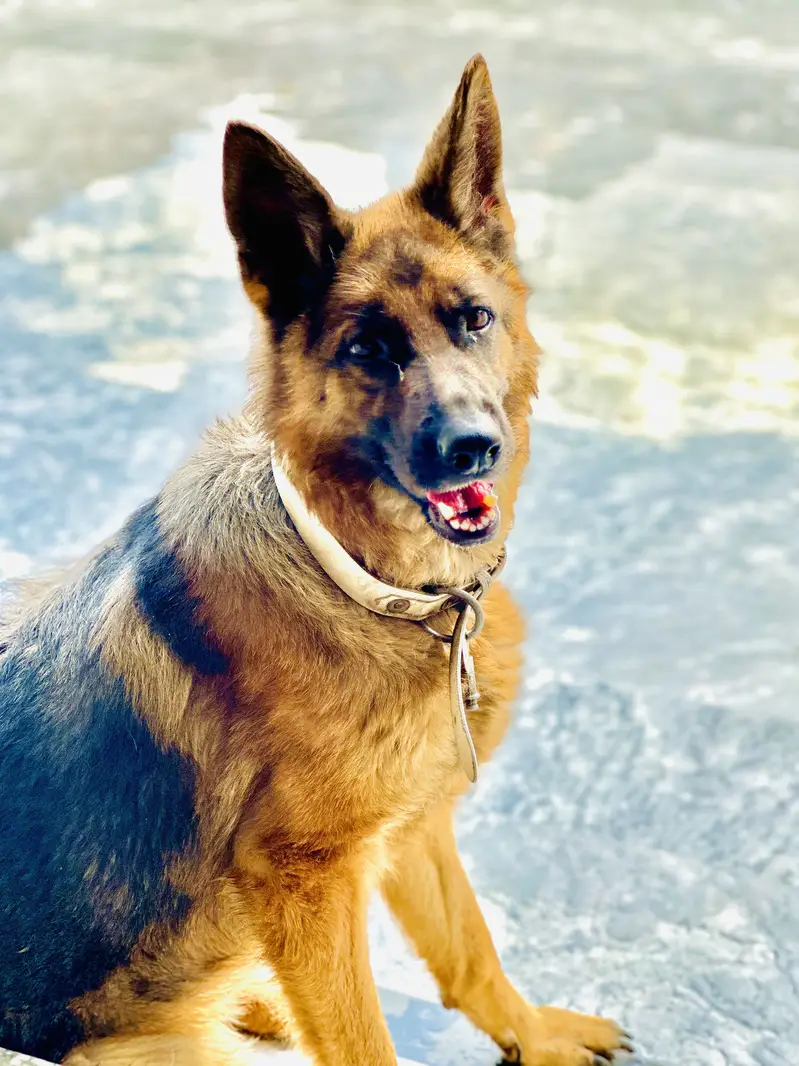 German Shepherd Dog – Healthy & Active | For Sale — photo 3
