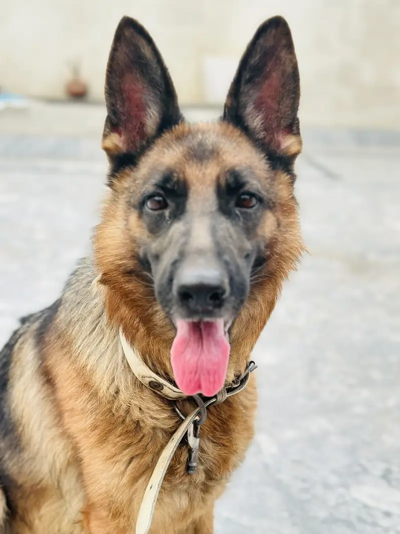 German Shepherd Dog – Healthy & Active | For Sale — photo 4
