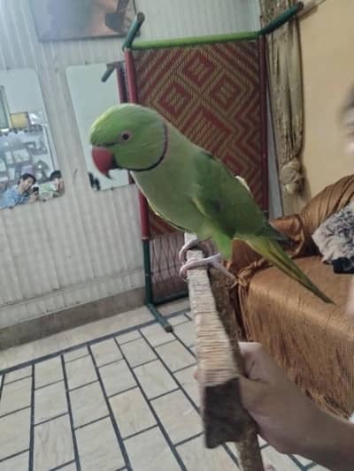 green parrot
