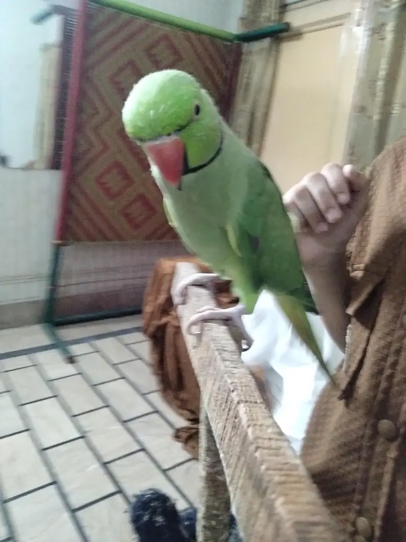 green parrot — photo 2