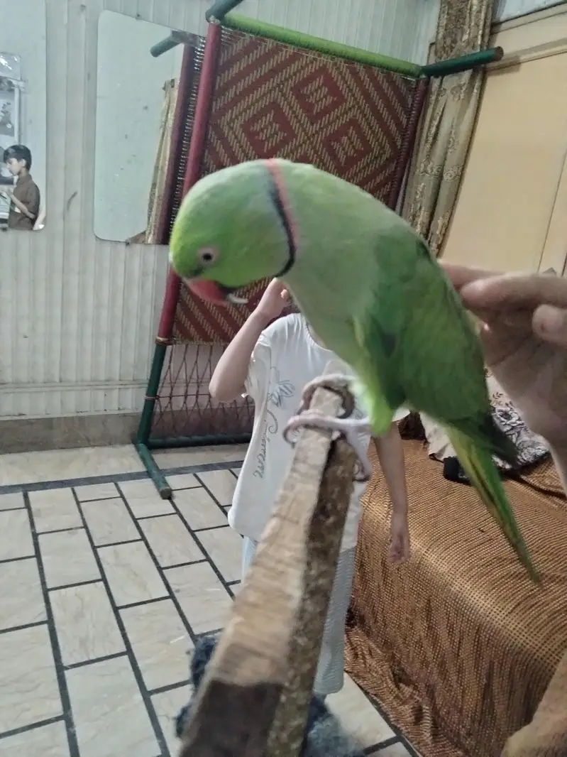 green parrot — photo 3