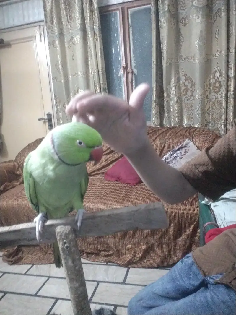 green parrot — photo 4