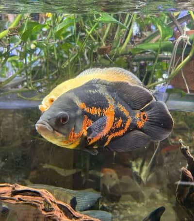 Oscars available & brand new lush condition aquarium