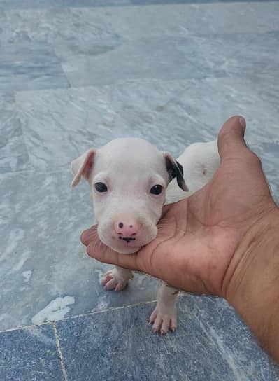 kohati gultair puppy
