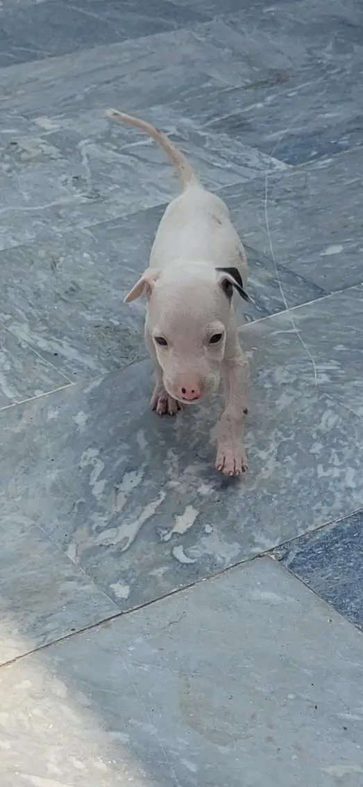 kohati gultair puppy — photo 2