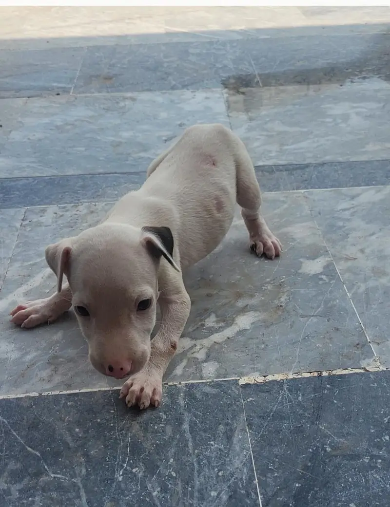 kohati gultair puppy — photo 3