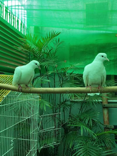 White Doves Young Pair Male And Female