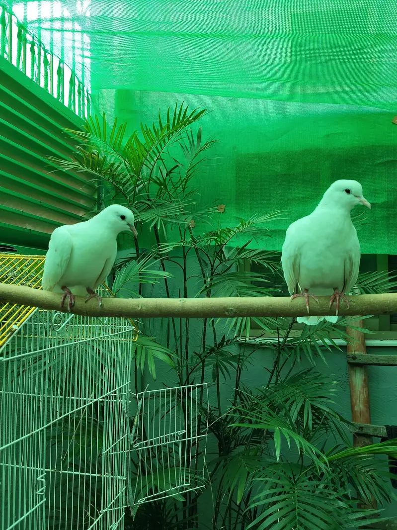 White Doves Young Pair Male And Female
