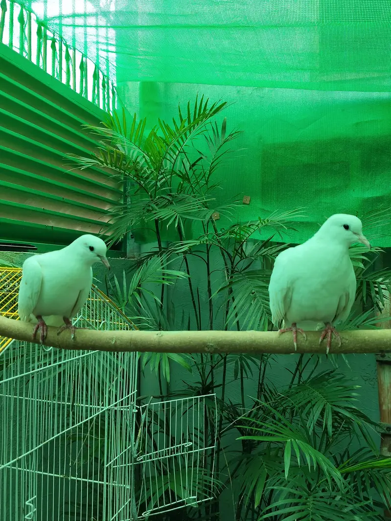 White Doves Young Pair Male And Female — photo 2