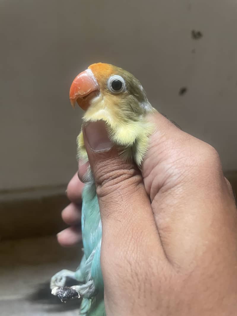 Love bird, Bajri and Java 1