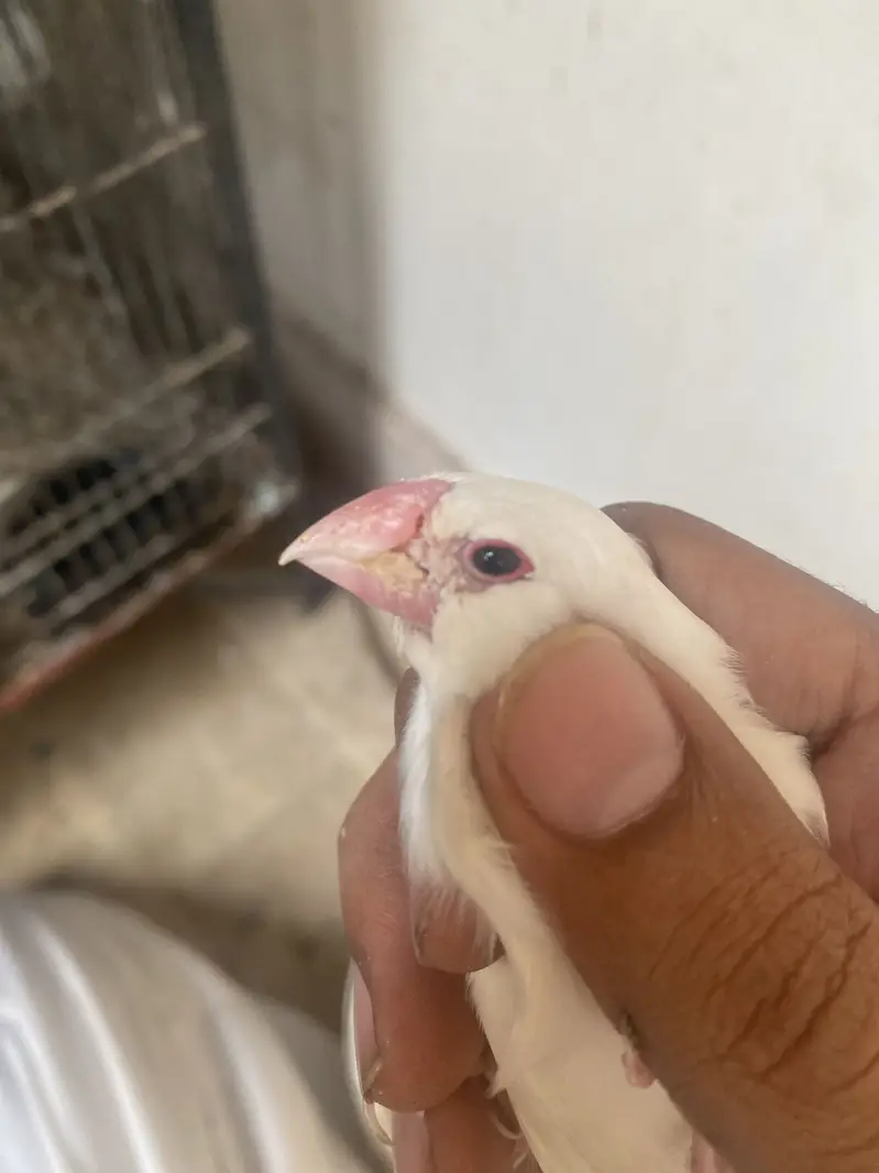 Love bird, Bajri and Java — photo 3