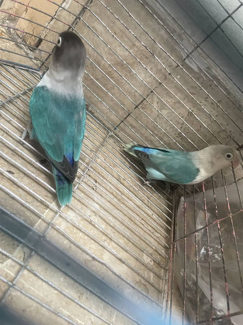 Love bird, Bajri and Java 5
