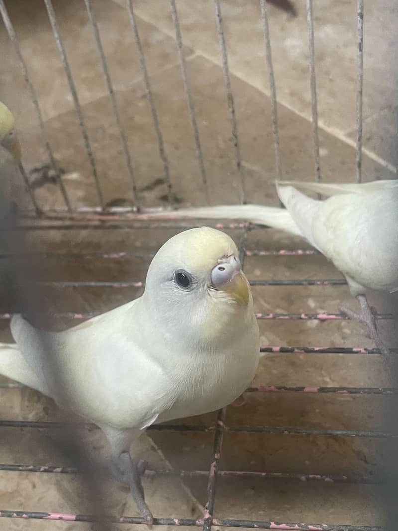 Love bird, Bajri and Java 7