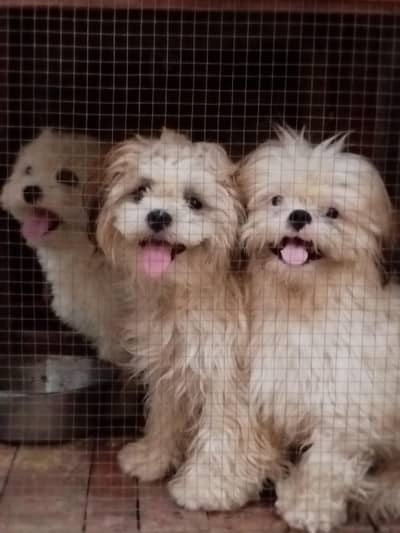 Shih Tzu Female + 2 Puppies | Available for Sale