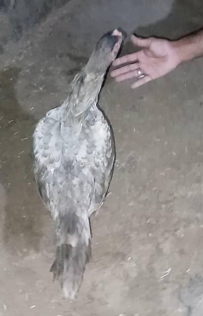 Aseel shamo female urgent for sale