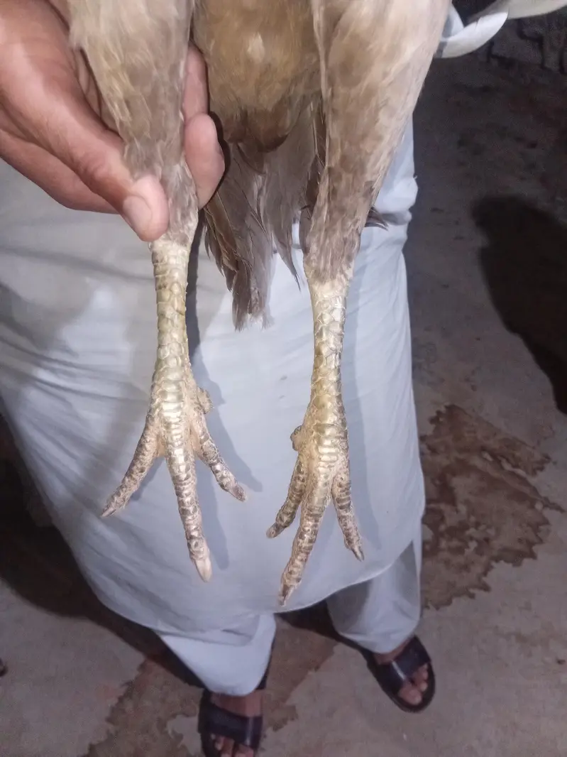 Aseel shamo female urgent for sale — photo 3