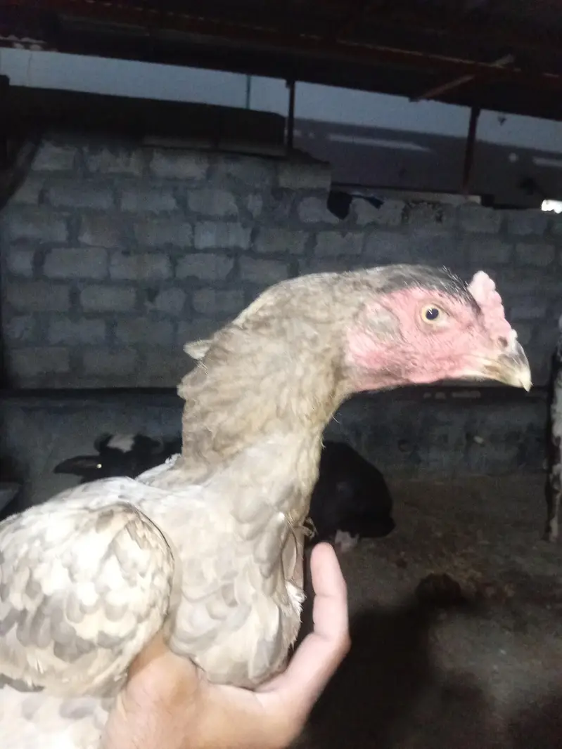 Aseel shamo female urgent for sale — photo 4