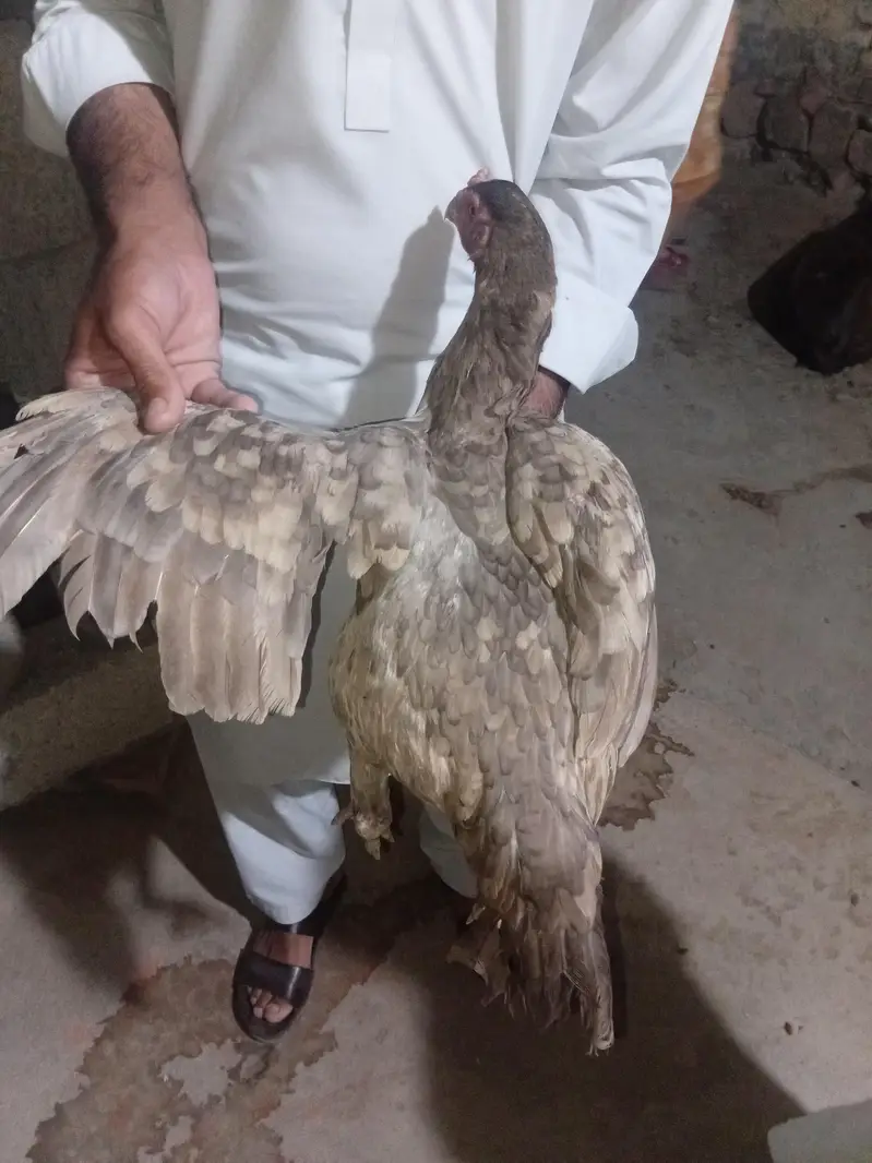 Aseel shamo female urgent for sale — photo 5