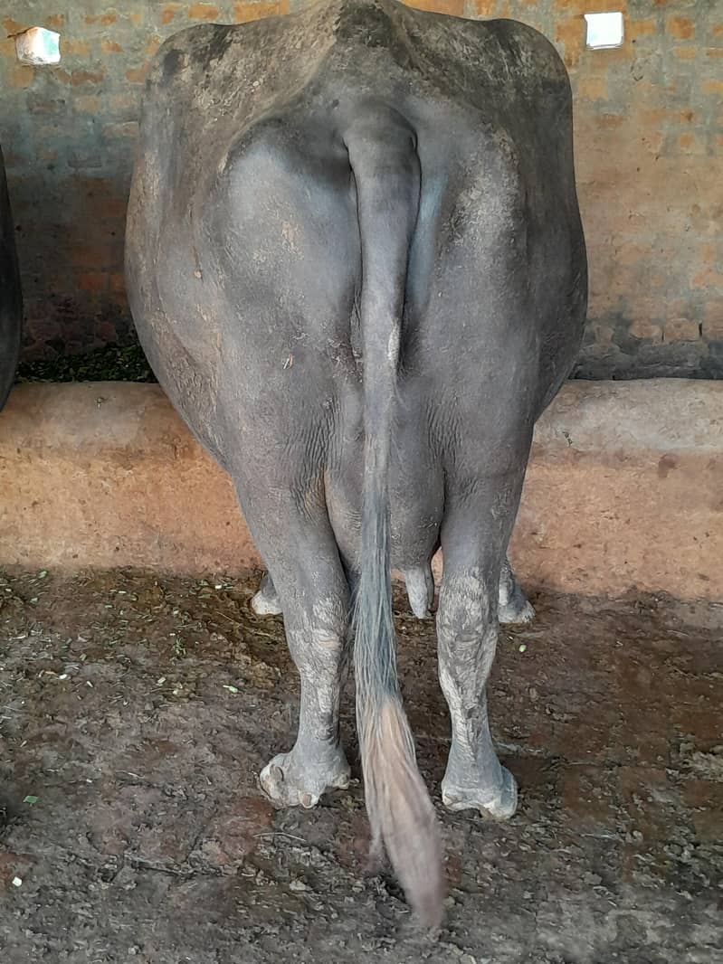 بھینس 1