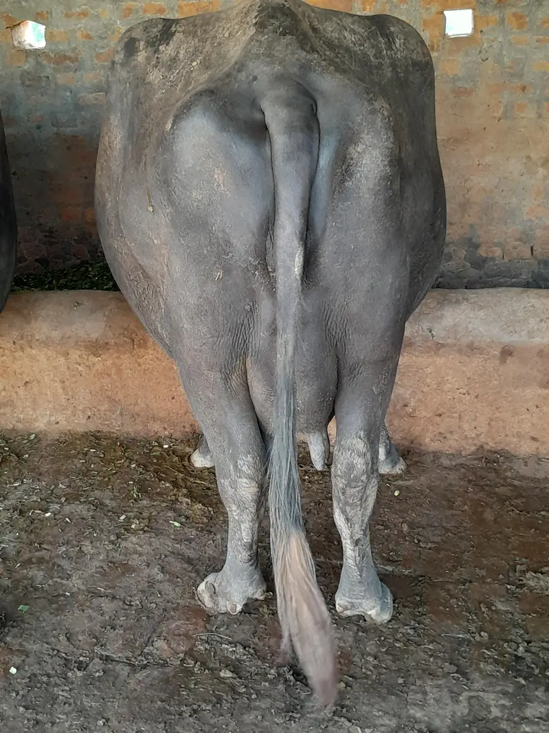 بھینس — photo 2