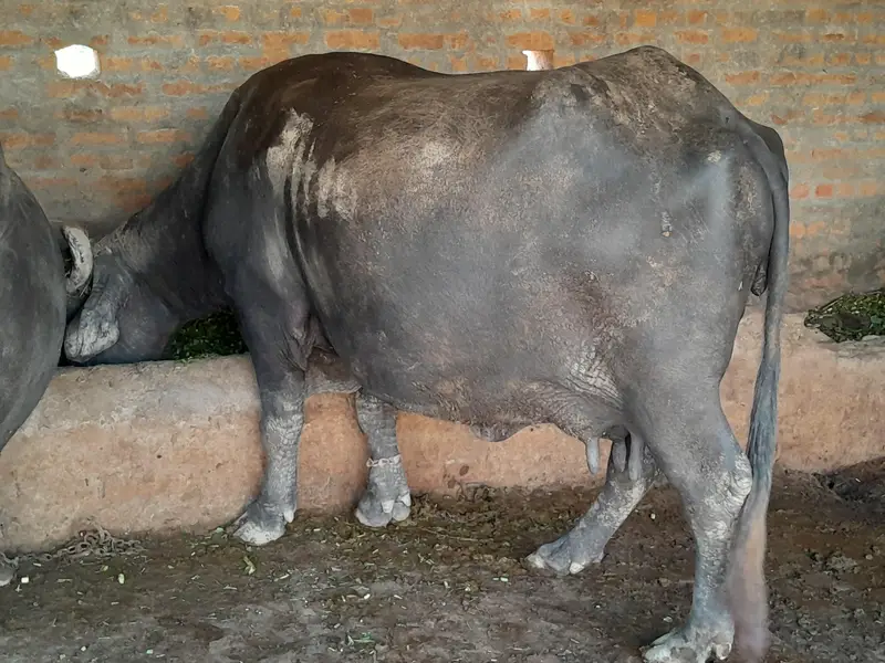 بھینس — photo 3