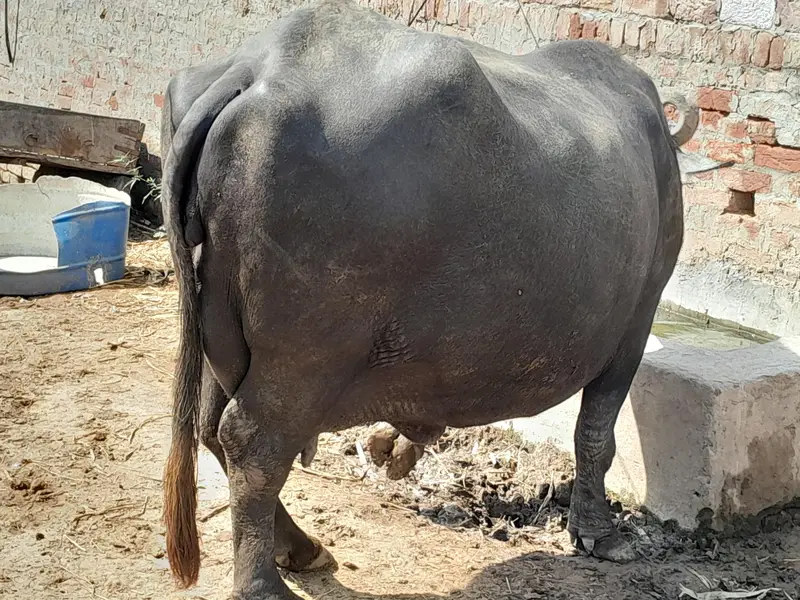 بھینس — photo 4