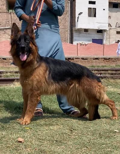 German shepherd long coat breeder female 14 month age available
