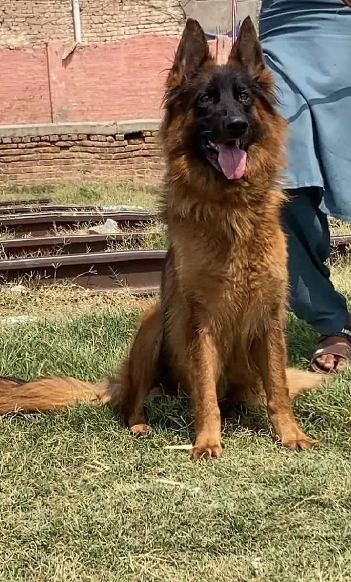 German shepherd long coat breeder female 14 month age available — photo 2