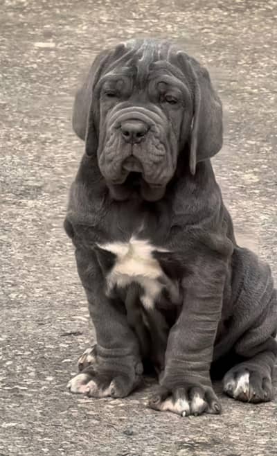 IMPORTED NEAPOLITAN MASTIFF PUPPIES AVAILABLE FOR SALE