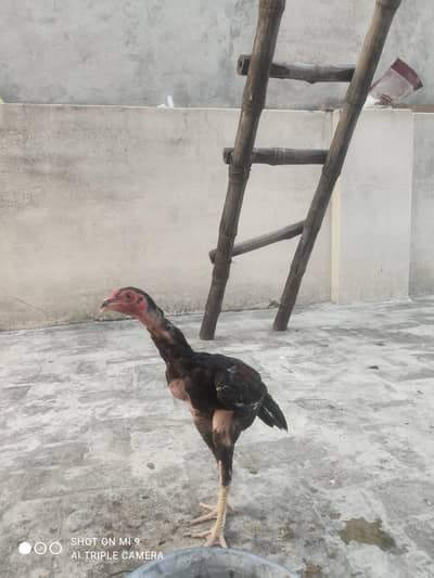mianwali breed 2 male 1 female