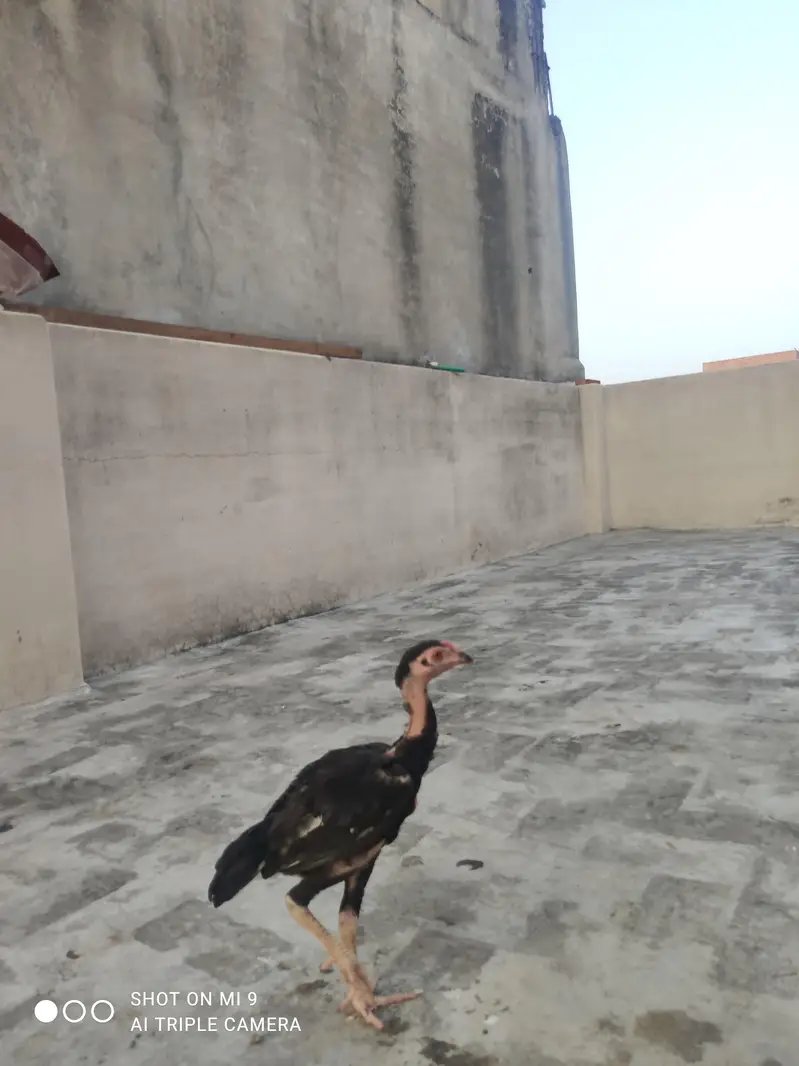 mianwali breed 2 male 1 female — photo 2
