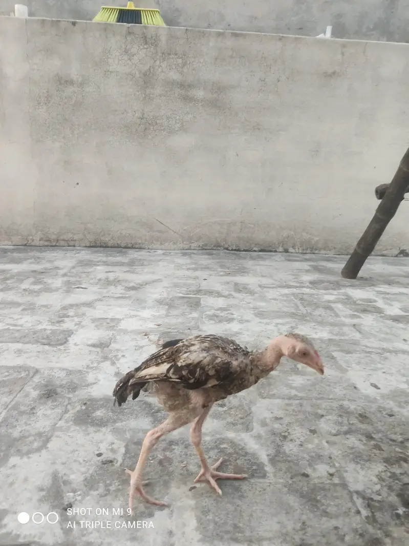 mianwali breed 2 male 1 female — photo 3