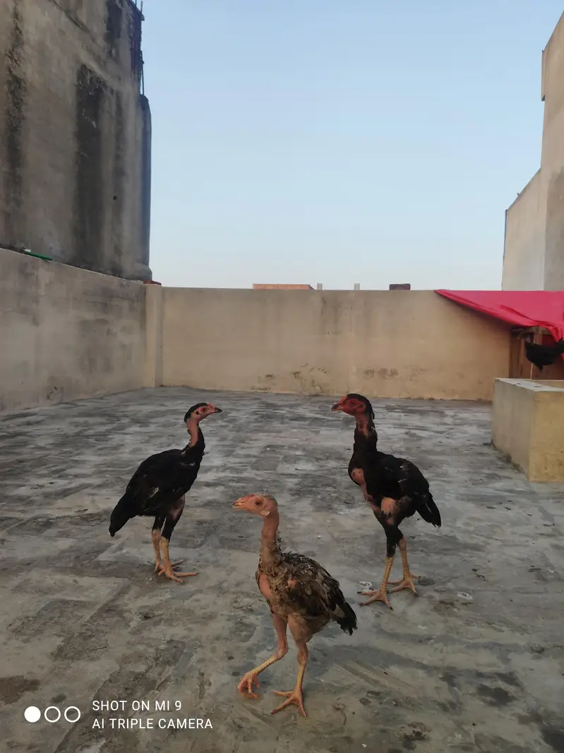mianwali breed 2 male 1 female — photo 4