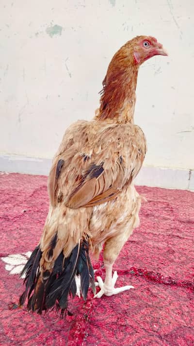 Aseel madi
