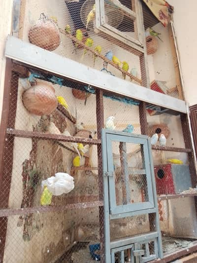 Australian Birds