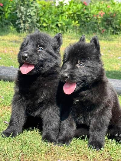 Black Shepherd long coat pair for sale