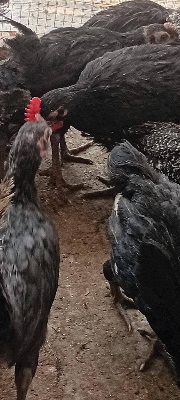Australorp Layers پٹے پٹیاں عمر 4 ماہ 2