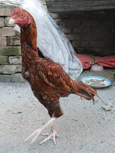 Asli cock for urgent SALE