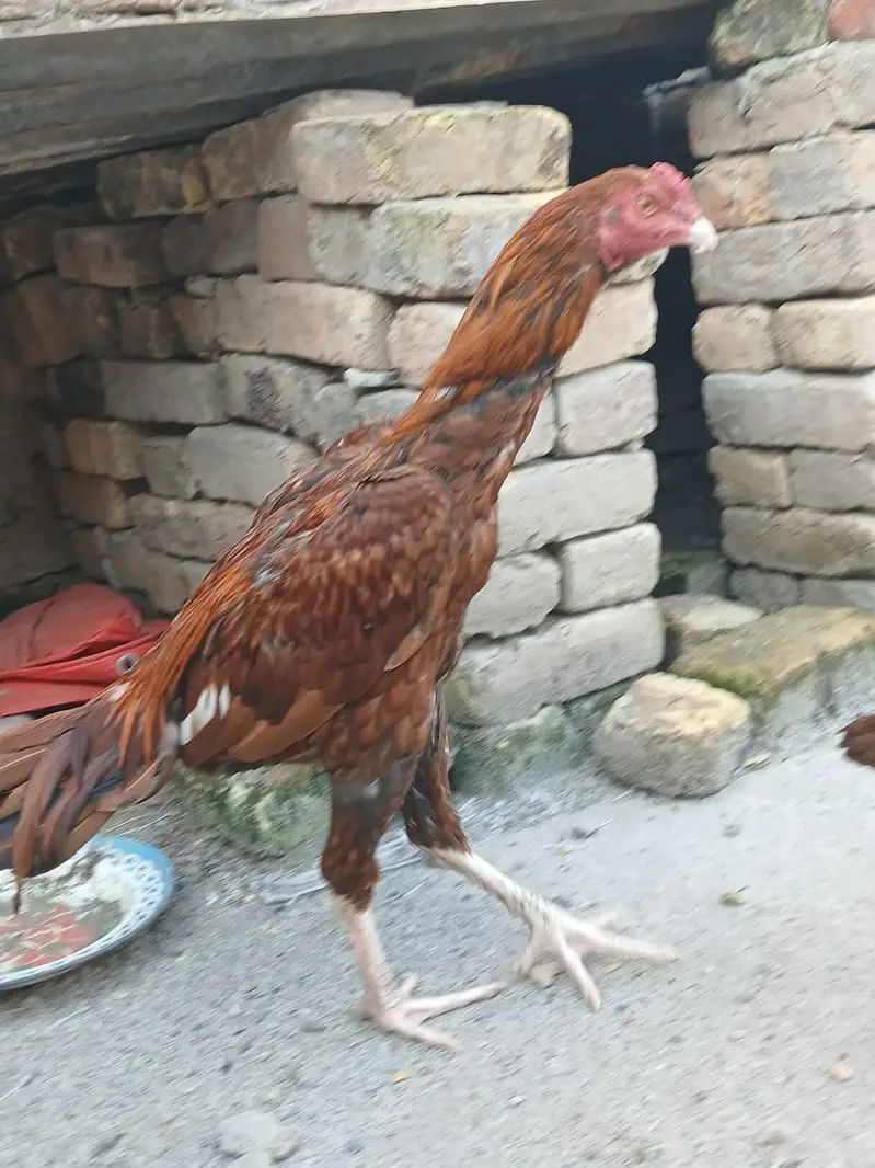 Asli cock for urgent SALE — photo 2