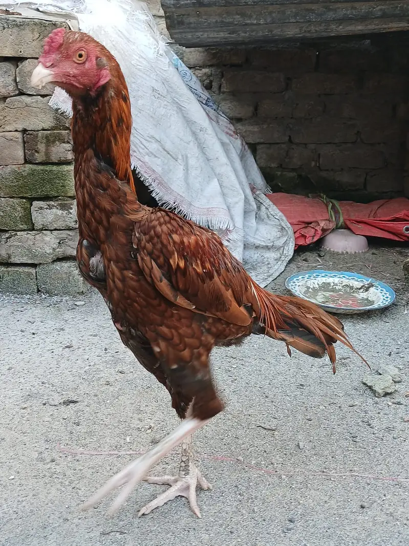 Asli cock for urgent SALE — photo 3