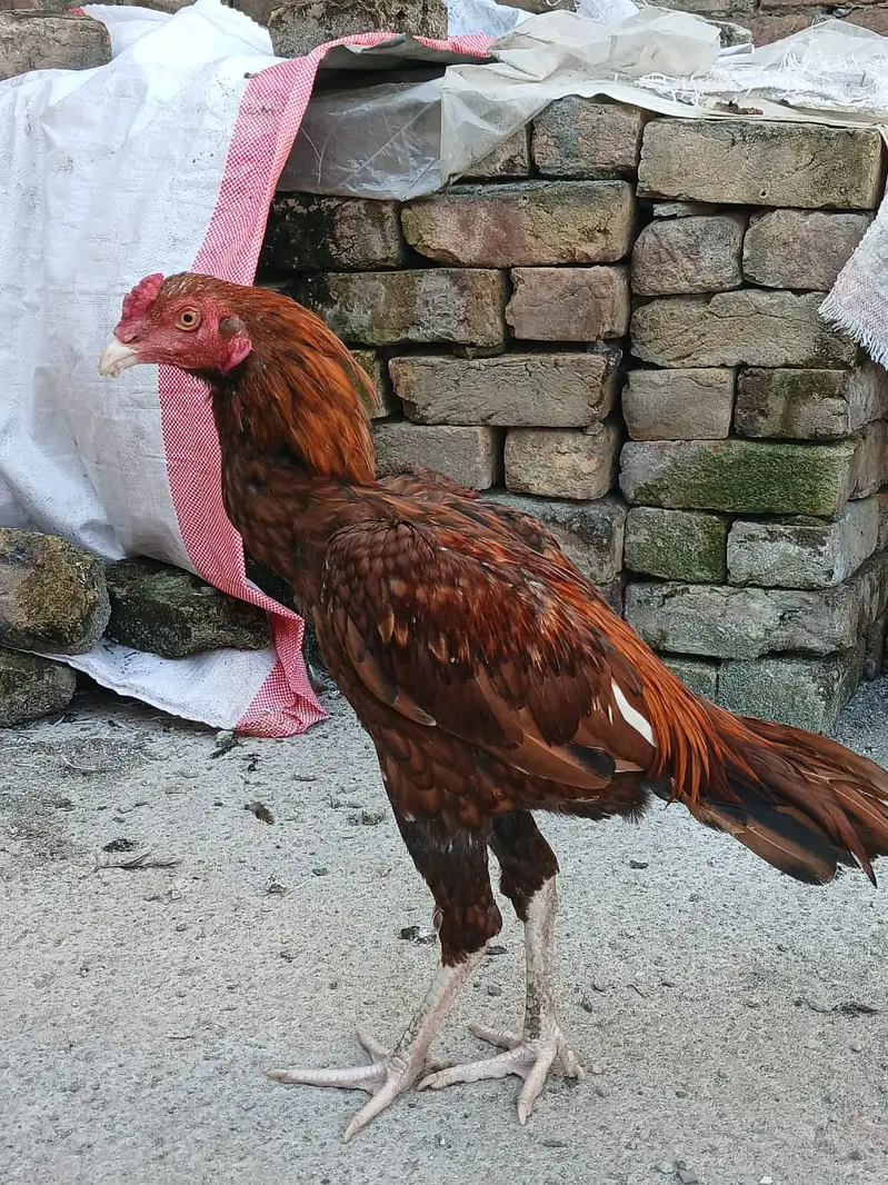 Asli cock for urgent SALE — photo 4