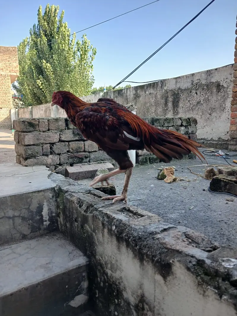 Asli cock for urgent SALE — photo 5
