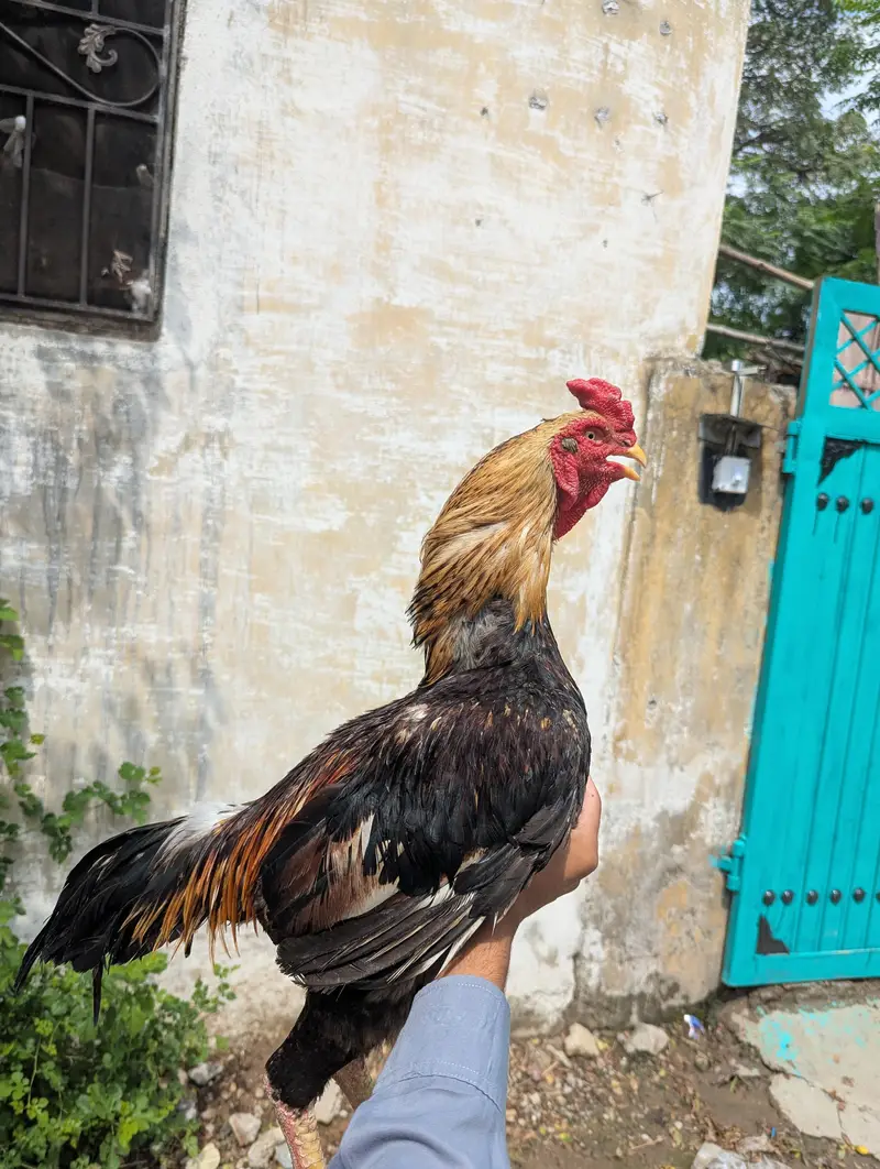 mianwali sawa murga for sale — photo 8