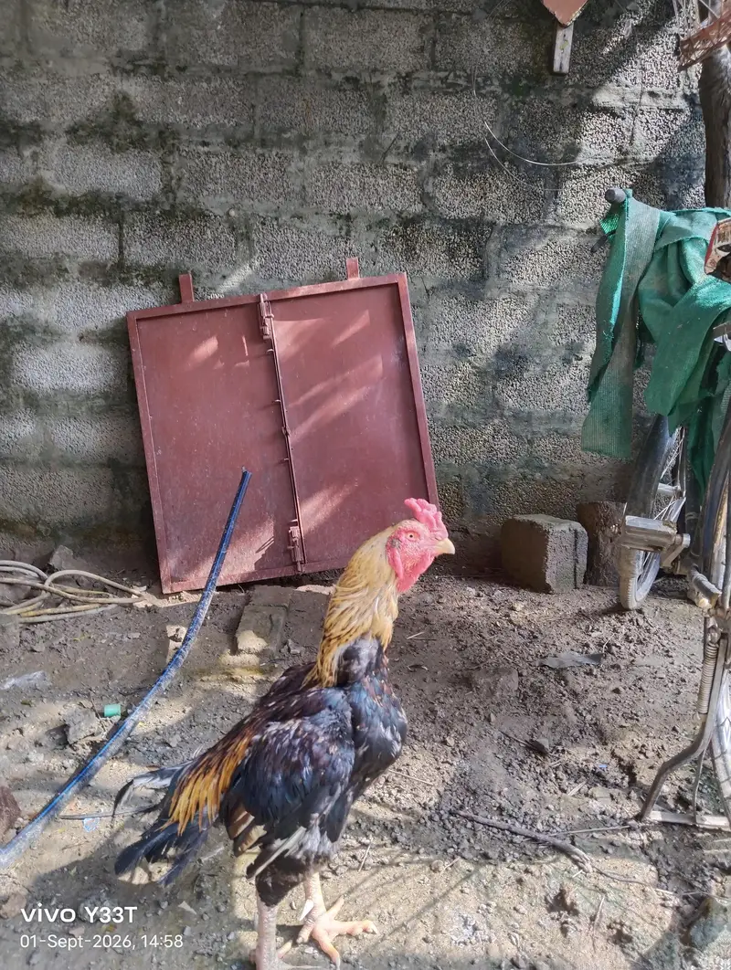 mianwali sawa murga for sale — photo 11
