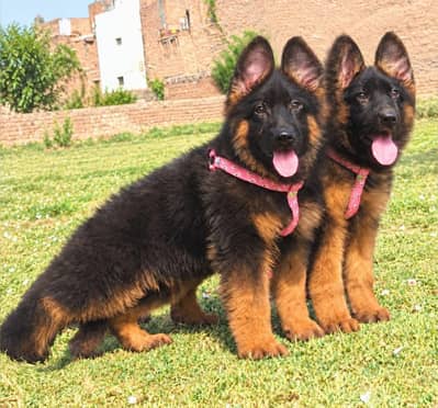 top quality show class German shepherd pair available for sale
