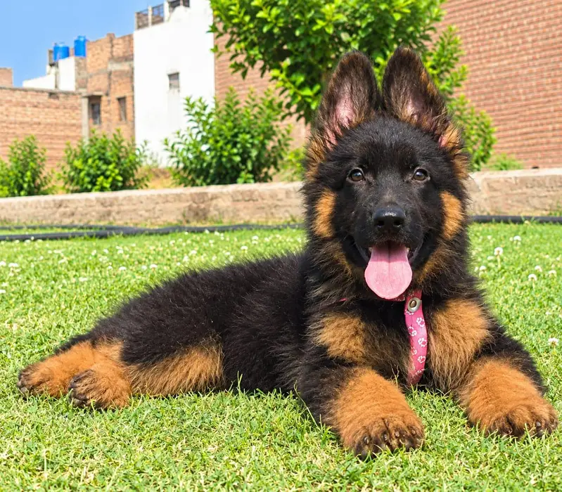 top quality show class German shepherd pair available for sale — photo 2