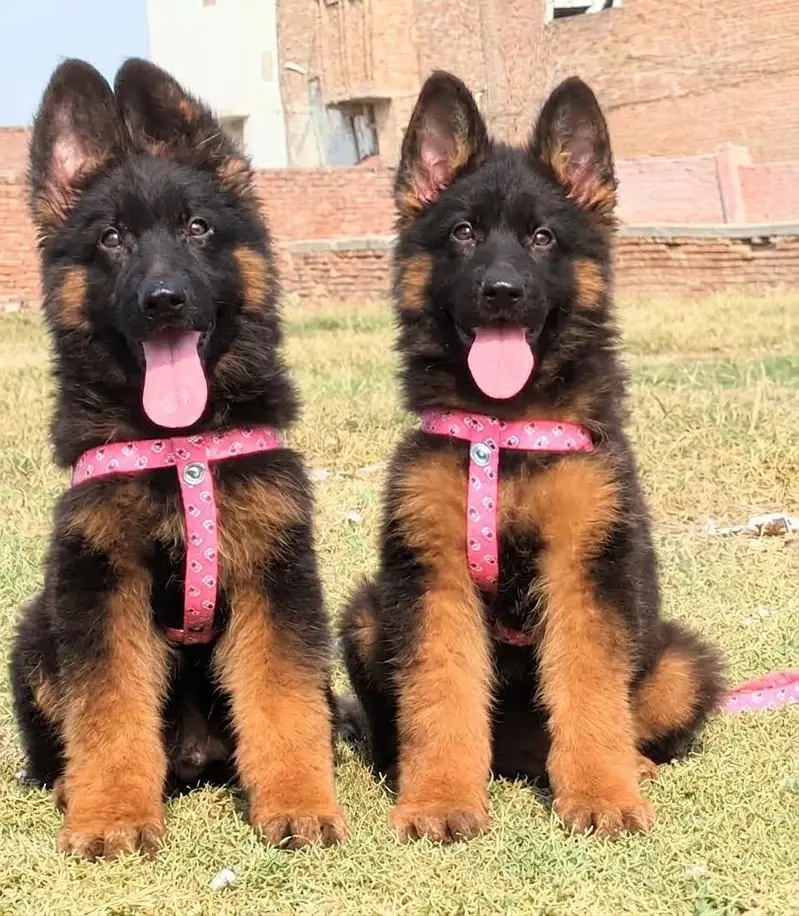 top quality show class German shepherd pair available for sale — photo 3