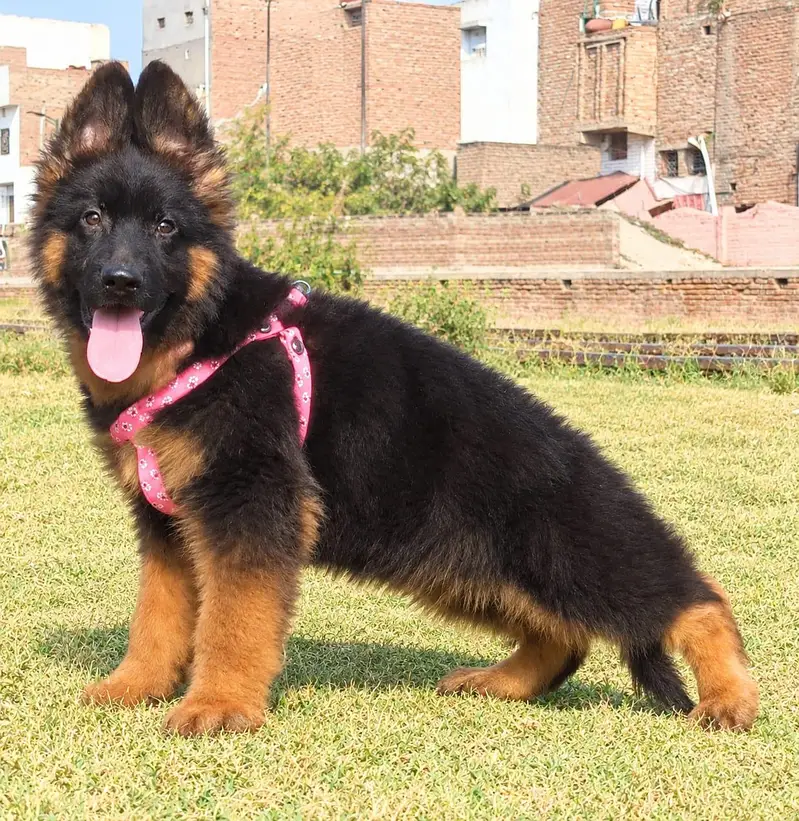 top quality show class German shepherd pair available for sale — photo 4