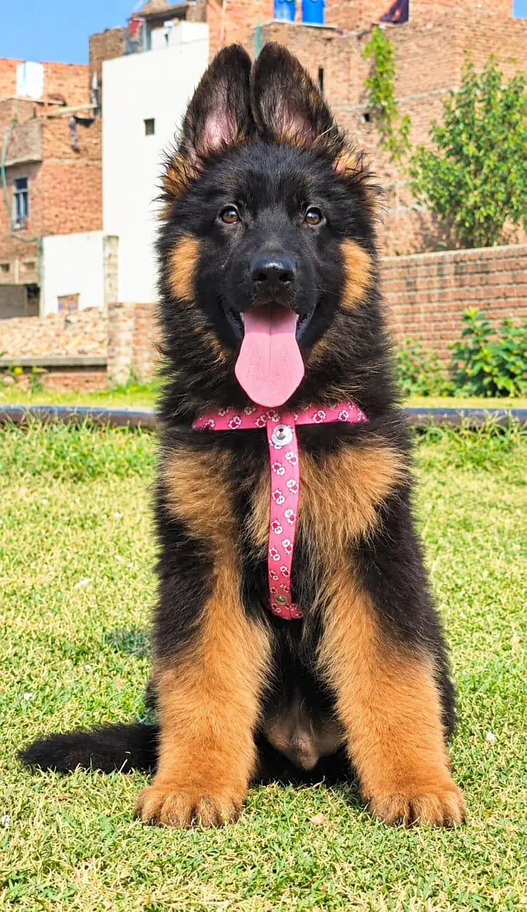 top quality show class German shepherd pair available for sale — photo 5