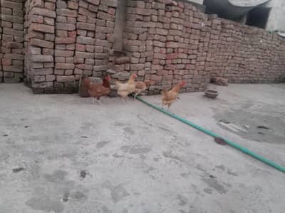 full tayar murgi ando wali 4 pc hy